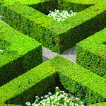 Topiary Hedging