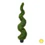 5ft (150cm) Topiary Buxus (Boxwood) Spiral