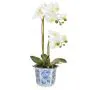 Phal In Blue/White China Pot Ya