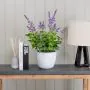 50cm Lavender in Grey Pot
