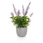50cm Lavender in Grey Pot