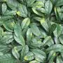 1m x 1m Laurel Leaf Panel