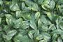 100cm x 100cm Laurel Leaf Panel