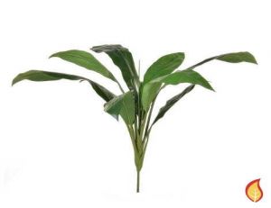 74cm Cordyline Green Foliage (Fire Resistant)