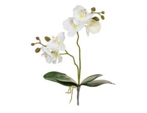 55cm (1.8ft) Orchid Phal - White