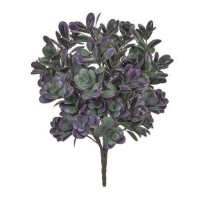 Plants Base Boxwood Bush Green & Purple (40cm)