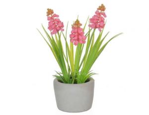 Hyacinth Pink In Cement Pot 