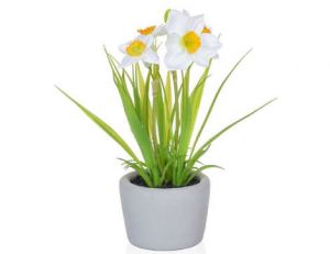 Daffodil White/Orange In Pot