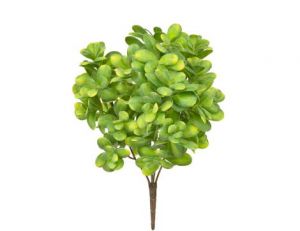 Plants Base Boxwood Bush Green & Yellow (40cm)