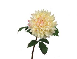 Dahlia Large Pink Cream (70cm)