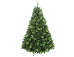 7Ft (210cm) Lucania Pine