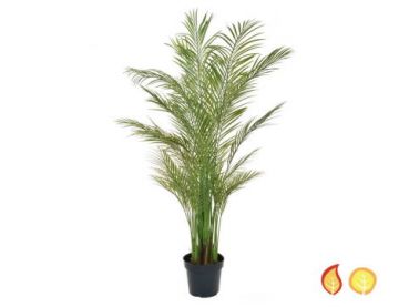 Palm Areca PI 180cm (Fire Resistant)