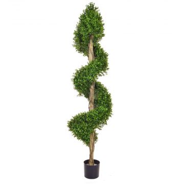 150cm Topiary Buxus Spiral UV