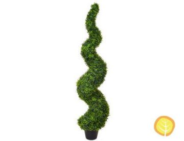 5ft (150cm) Topiary Buxus (Boxwood) Spiral