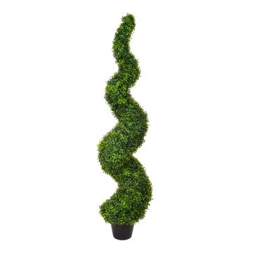 5ft (150cm) Topiary Buxus (Boxwood) Spiral