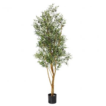 6ft (180cm) Natural Tree Trunk Fruit Olive (Fire Resistant) - Green 