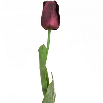 68cm Single Stem Tulip Elisa - Blackcurrant