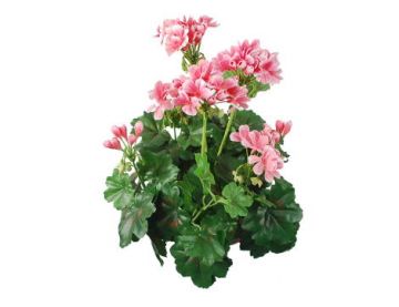 38cm (1.2ft) Flowering Geranium - Pink