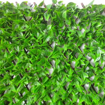 100cm x 200cm Beech Leaf Trellis