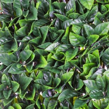 100cm x 200cm Gardenia Leaf Trellis