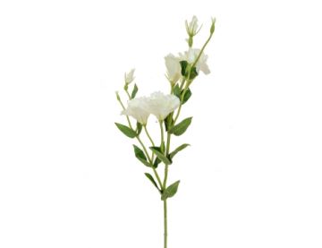 80cm (2.5ft) Eustoma - White