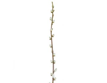 114cm Leaf Pussy Willow