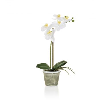 35cm Real Touch Phal in Pot - White