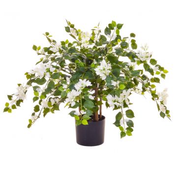 90cm (3ft) Flowering Multi-stem Bougainvillea - White