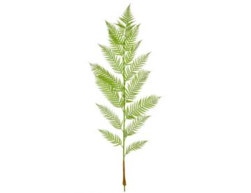 184cm Palm Alsophila Foliage (Fire Resistant)