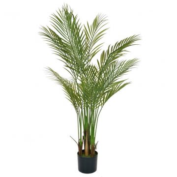 Palm Areca (150cm)