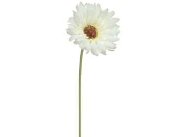 Gerbera White - 50cm