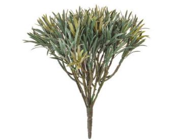 Plants Base Podocarpus in Green - 20cm