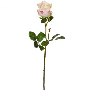 Rose White/Pink (66cm)
