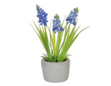 23cm (1ft) Hyacinth in Cement Pot - Blue