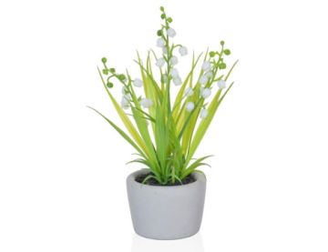 23cm (1ft) Queen Anne Lace in Pot - White