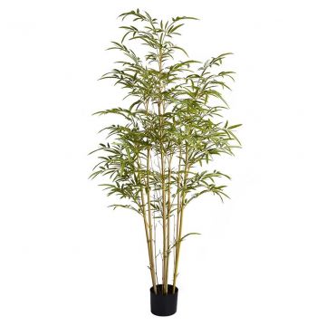 Bamboo Mini (150cm)