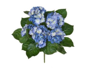 45cm (1.5ft) Plants Bush Hydrangea Blue