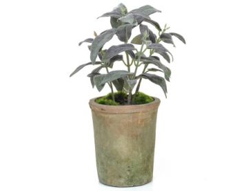 27cm (1ft) Potted Herb Sage - Green