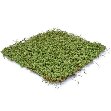 49cm x 49cm Topiary Mat Moss/Twig Green