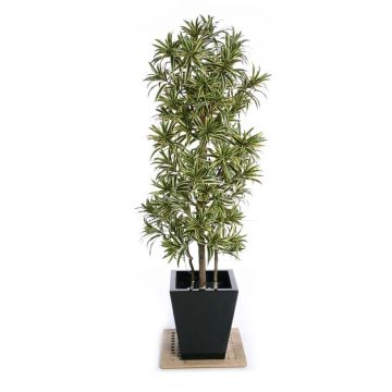 6 ft (180 cm) Dracaena "Song of India" Artificial Tree