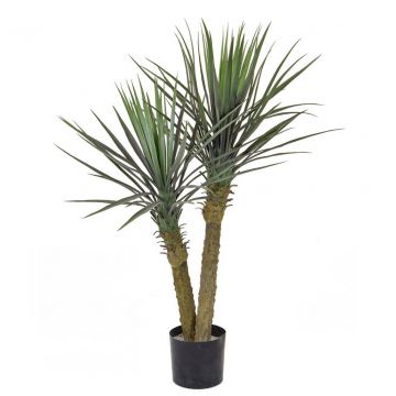 100cm Plants Yucca Rostrata Double Head