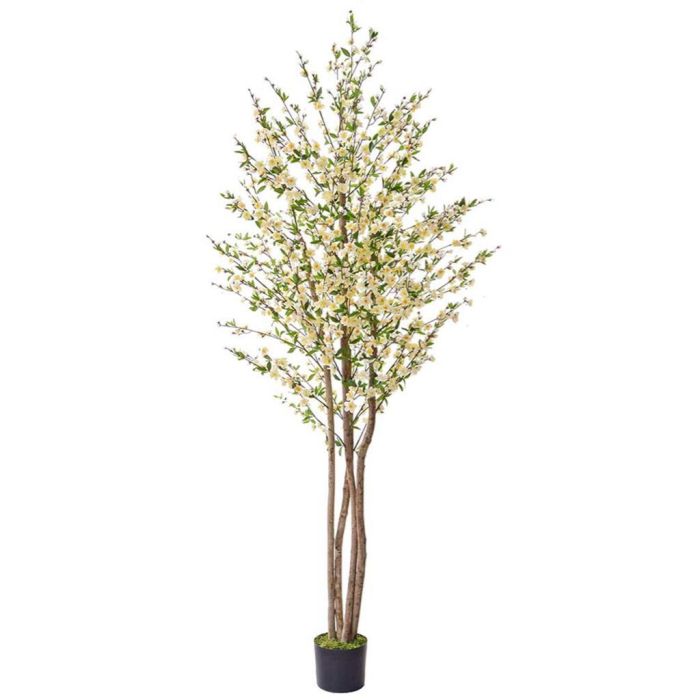 240cm (8ft) Cherry Blossom with Natural Tree Trunk - White main product photo