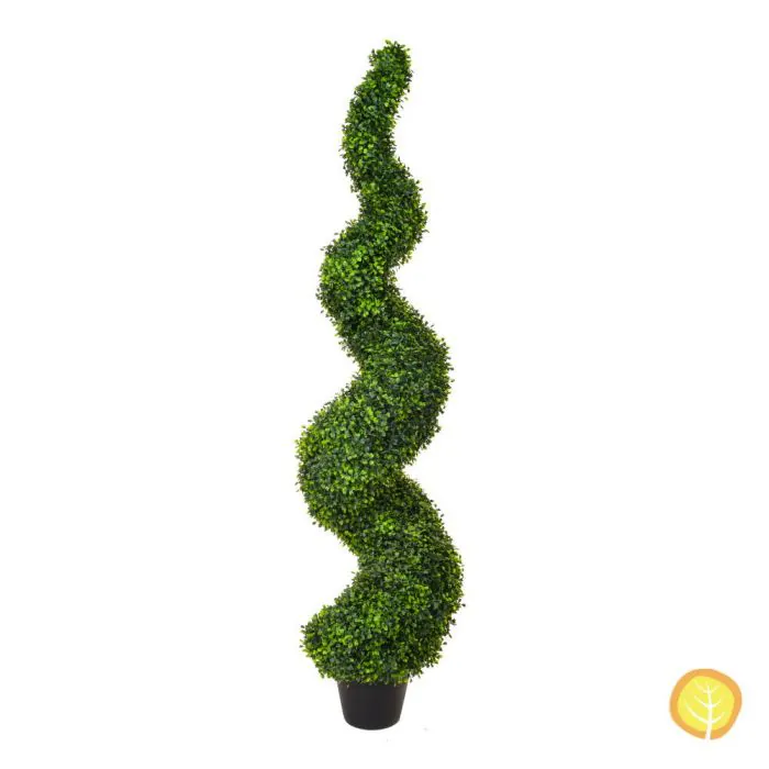5ft (150cm) Topiary Buxus (Boxwood) Spiral