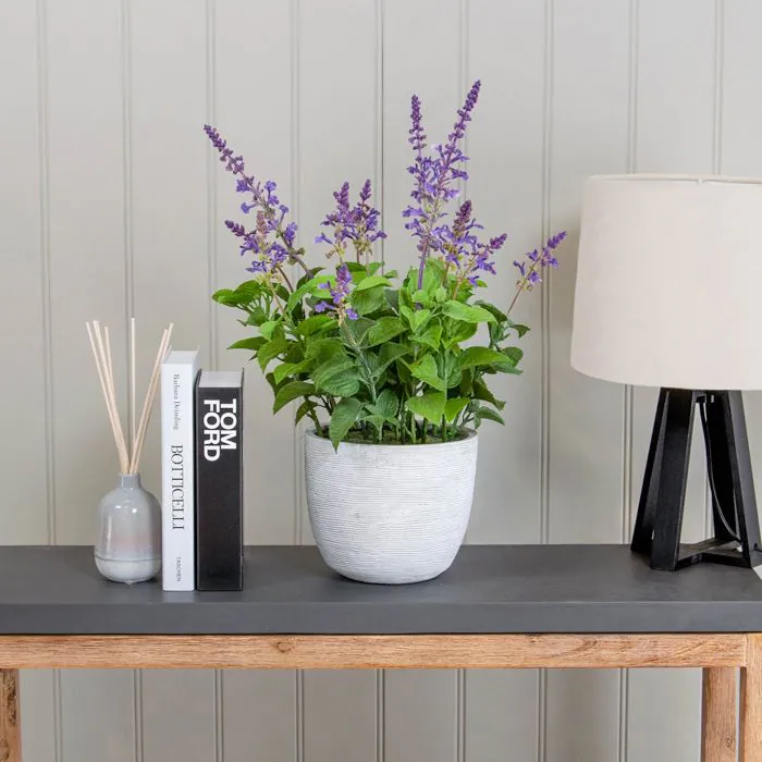 50cm Lavender in Grey Pot 50cm Lavender in Grey Pot