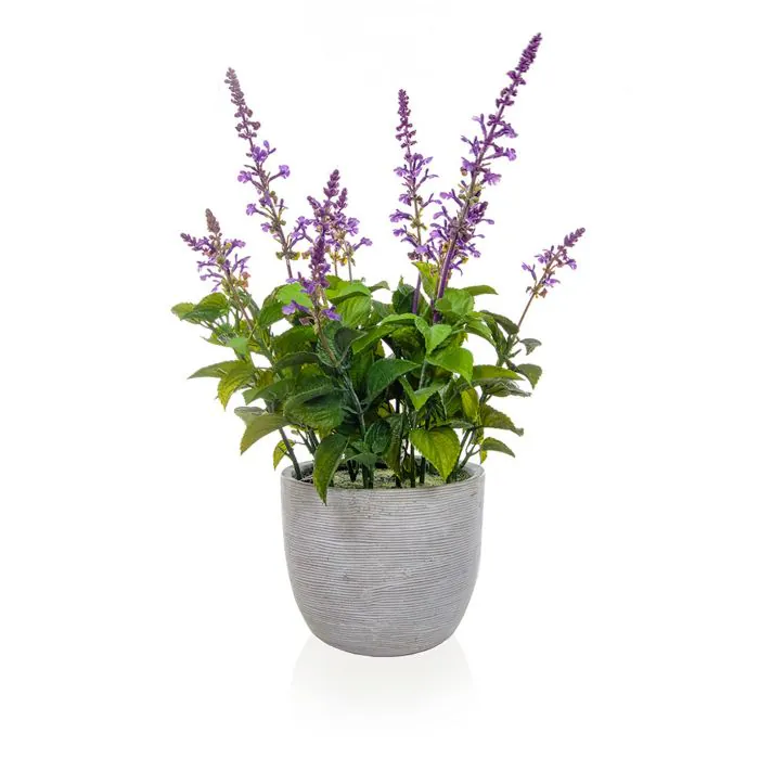 50cm Lavender in Grey Pot 50cm Lavender in Grey Pot