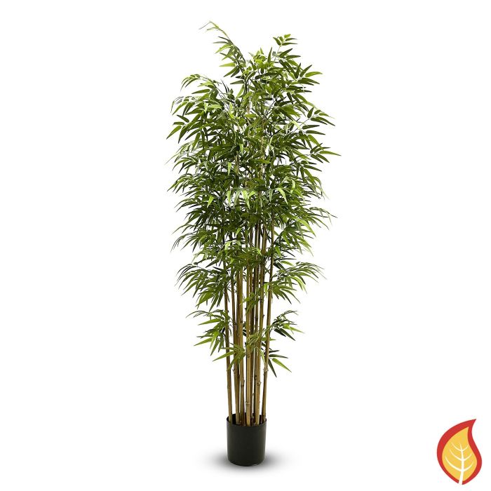 7ft (210cm) Bamboo Nitida (Fire Resistant) main product photo