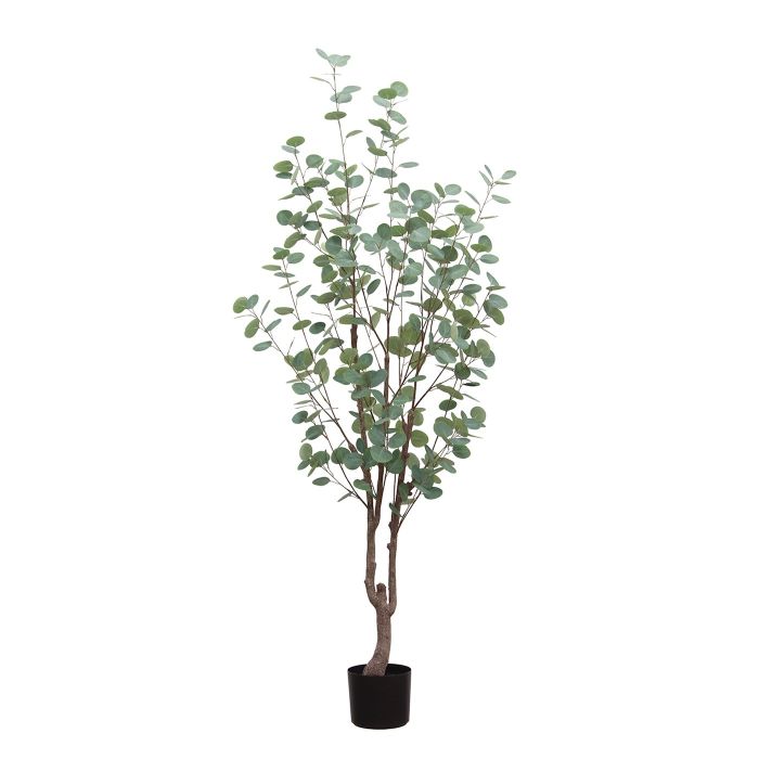 6ft (180cm) Eucalyptus Tree main product photo