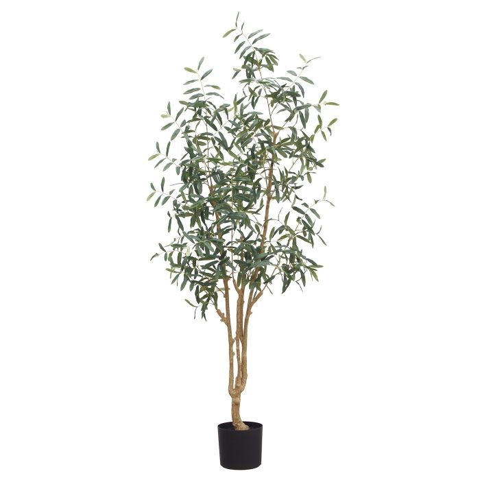 7ft (210cm) Olive Tree main product photo