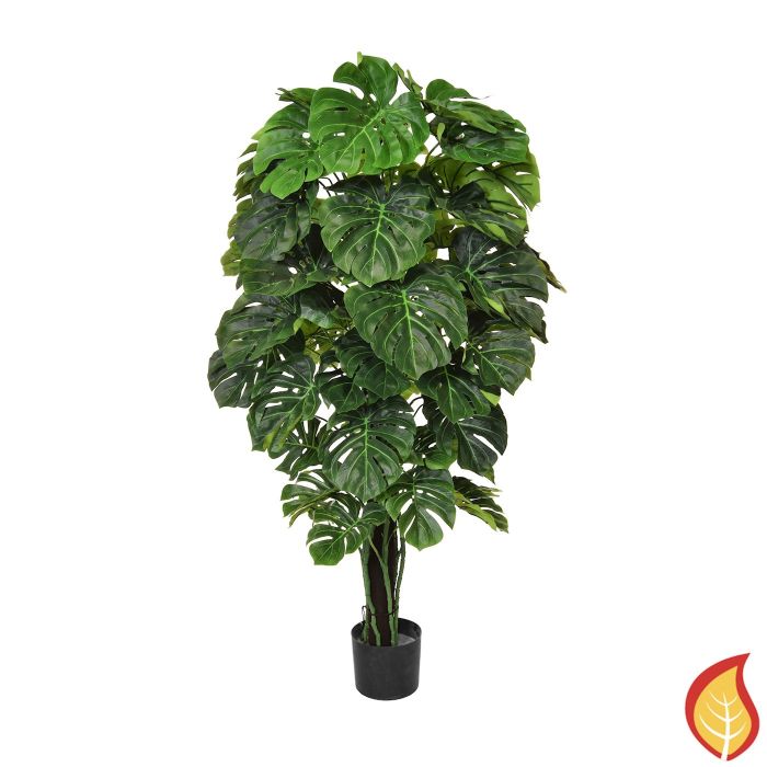 5ft (150cm) Monstera Black Stem (Fire Resistant) main product photo