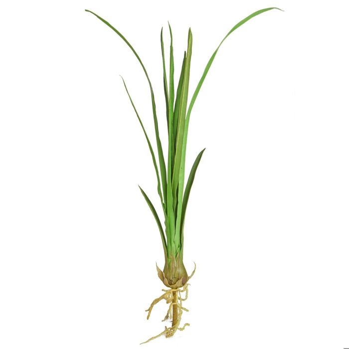 3ft (95cm) Green Leaf Cymbidium main product photo